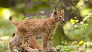 Lynx